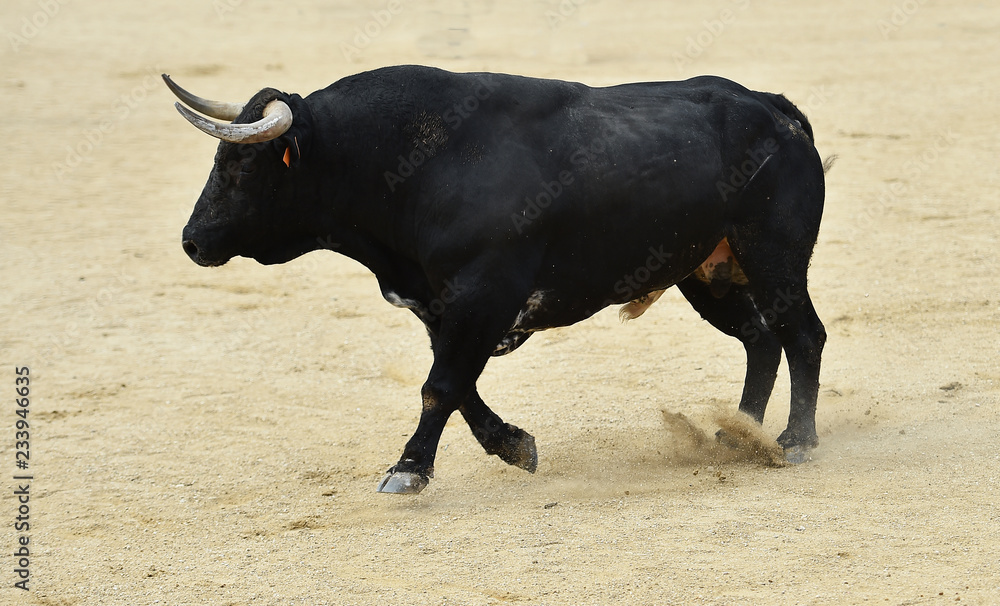 toro español corriendo en plaza de toros toro español corriendo en plaza de toros