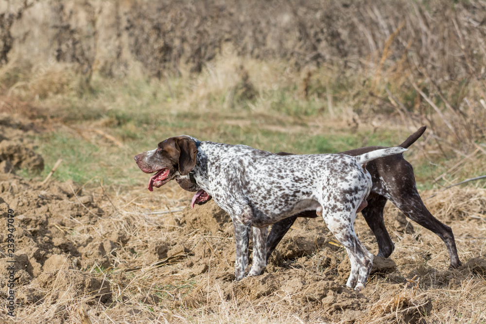 Hunting dog in field