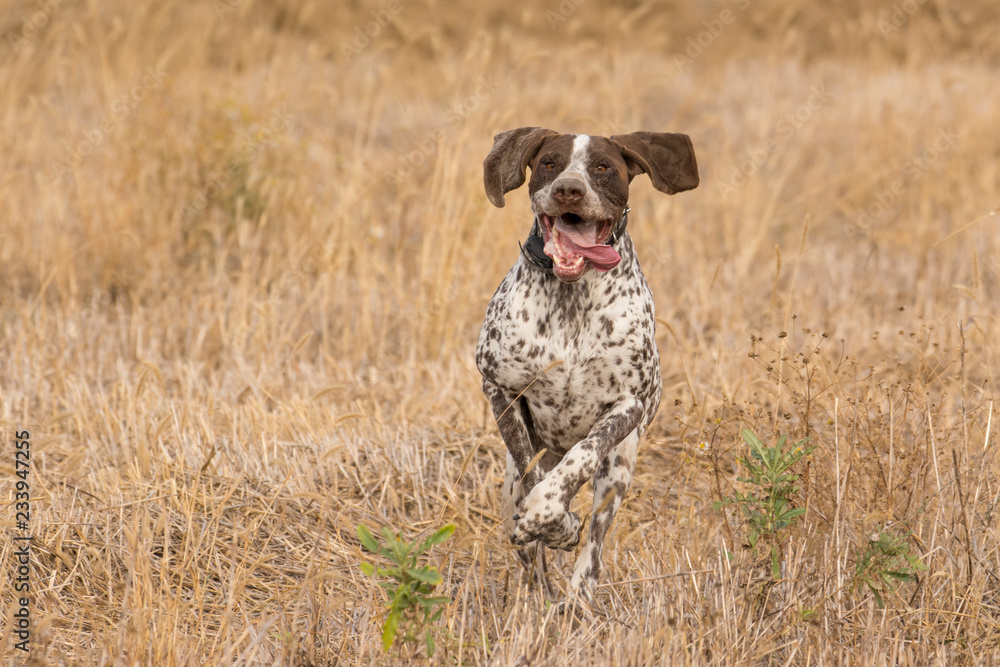 Hunting dog in field Hunting dog in field