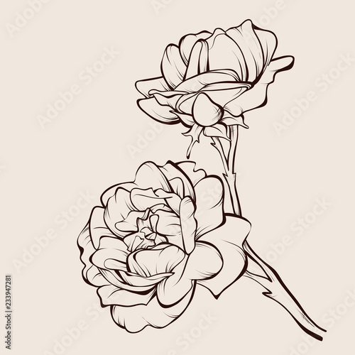Vintage flower bouquet. Vector drawing. Sketch rose flower.