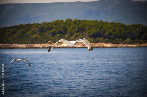 Seagulls flock on Island Hvar, Adriatic sea, Croatia