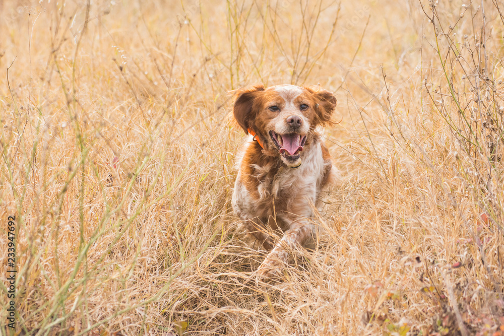 Hunting dog in field