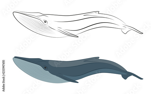 whale marine mammals from the order of cetaceans linear and character
