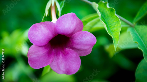 Pink Allamanda Flowers on tree.