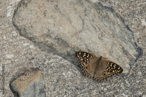 Nature power, owl or butterfly