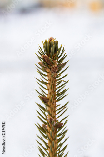 green crown of a christmas tree in winter forest