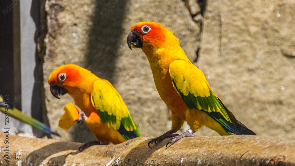 Obraz premium Beautiful parrot portrait