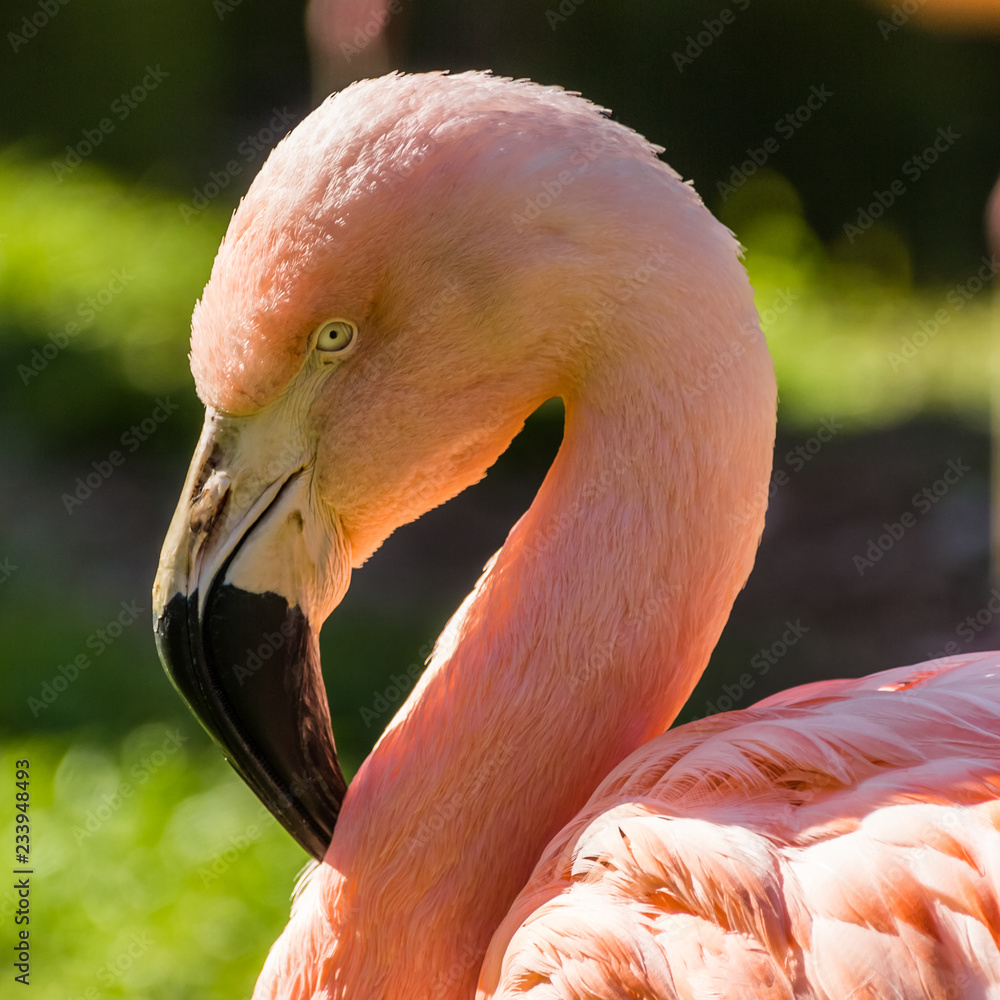Fototapeta Beautiful flamingo standing in the grass