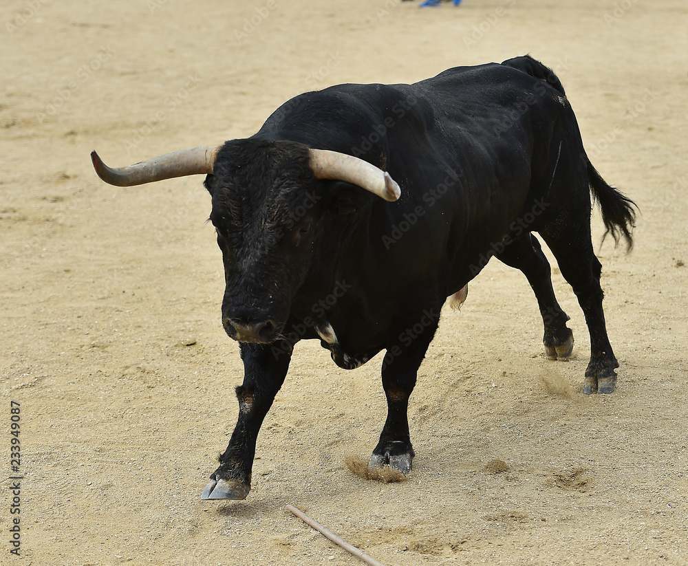 toro español corriendo en plaza de toros toro español corriendo en plaza de toros
