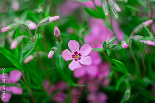 Purple phlox flowers in green leaves. Close-up photo. Selective focus.