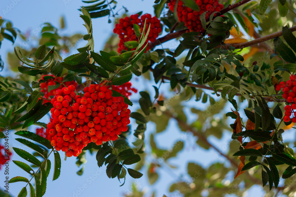 Red ripe bunch of rowan with green rowan leaves in autumn against blue sky. Autumnal colorful red rowan branch. Bunch of orange ashberry. Red ripe bunch of rowan with green rowan leaves in autumn against blue sky. Autumnal colorful red rowan branch. Bunch of orange ashberry.