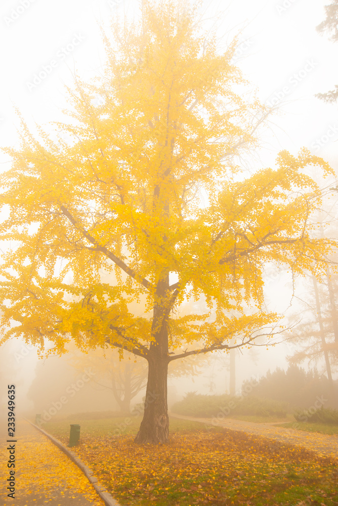 Magic tree Ginko Beloba with yellow autumn leaves in the old park during the fog. Fascinating healing tree Ginko Beloba during autumn leaf fall on a foggy day. Portrait orientation.
