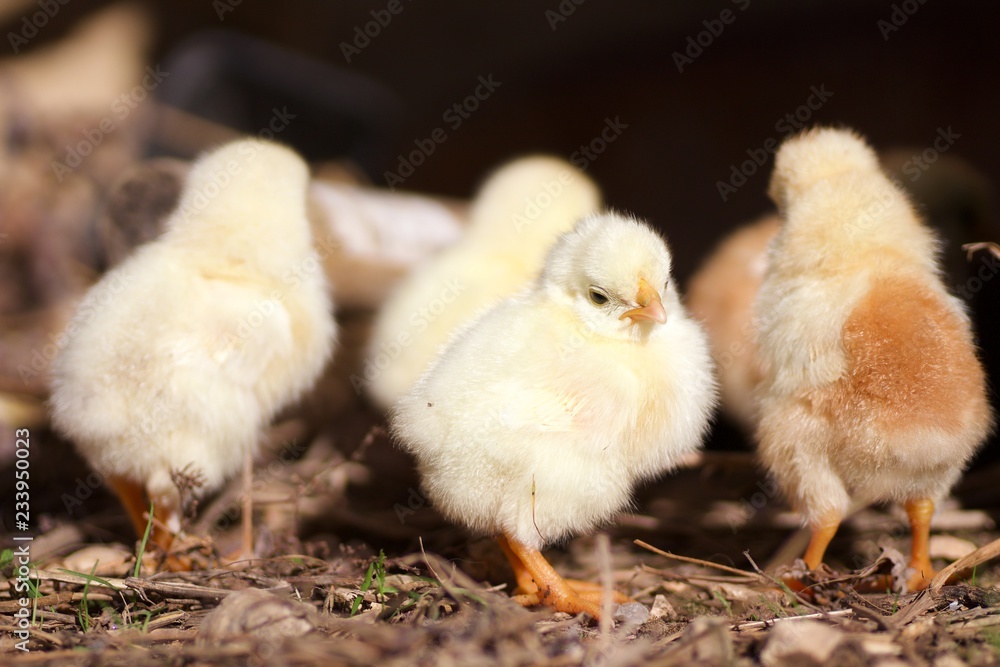 Poussins Poussins