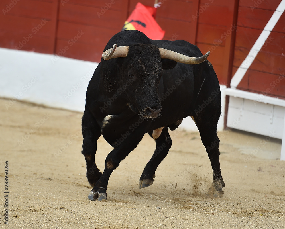 toro en españa