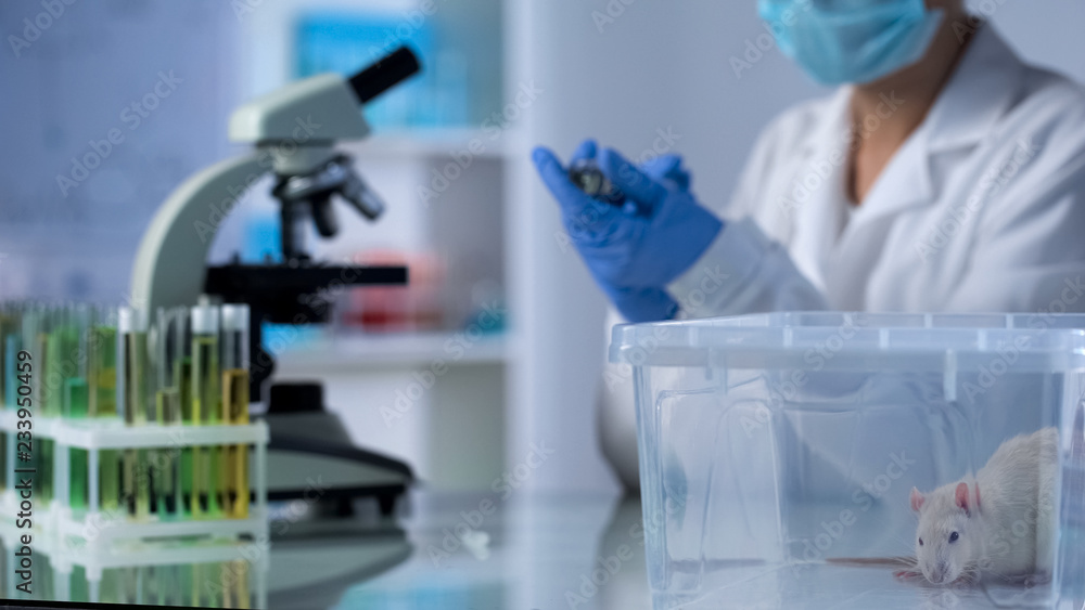 Female biologist preparing to test medicine on lab animal, vaccine development Female biologist preparing to test medicine on lab animal, vaccine development