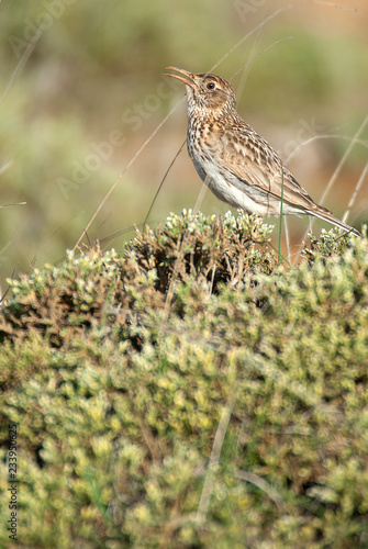 Wallpaper Mural Dupont lark, Chersophilus duponti, in its habitat singing, Spain Torontodigital.ca