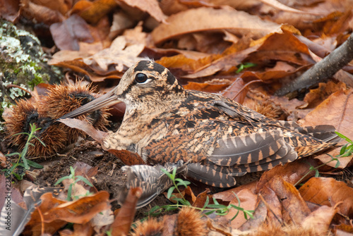 Obraz na płótnie Eurasian woodcock, Scolopax rusticola, camouflaged among the leaves in Autumn