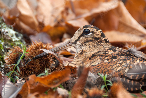 Eurasian woodcock, Scolopax rusticola, camouflaged among the leaves in Autumn