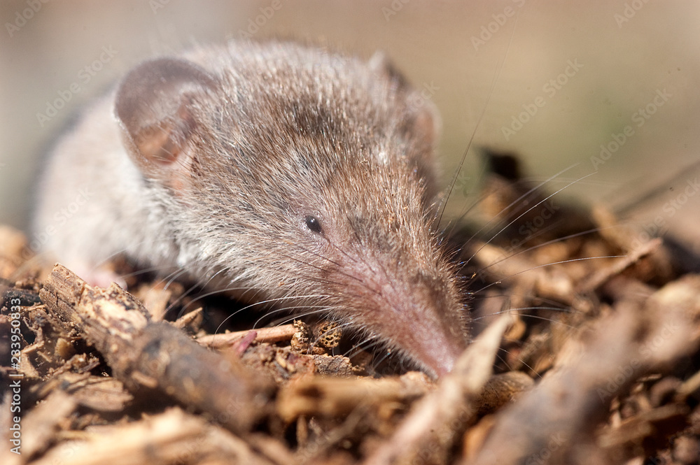 Greater shrew with white teeth (Crocidura russula) coming out of hiding Greater shrew with white teeth (Crocidura russula) coming out of hiding