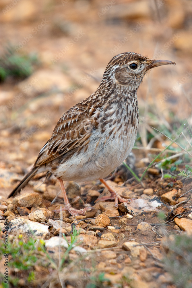 Lark of Dupont, Chersophilus duponti, in its habitat, Spain Lark of Dupont, Chersophilus duponti, in its habitat, Spain