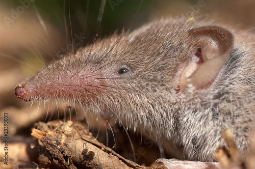 Canvastavla Greater shrew with white teeth (Crocidura russula) coming out of hiding