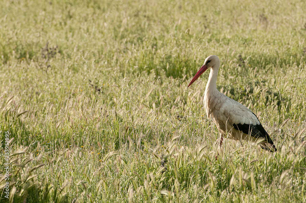 Fototapeta premium White stork (Ciconia ciconia) on the meadow in spring