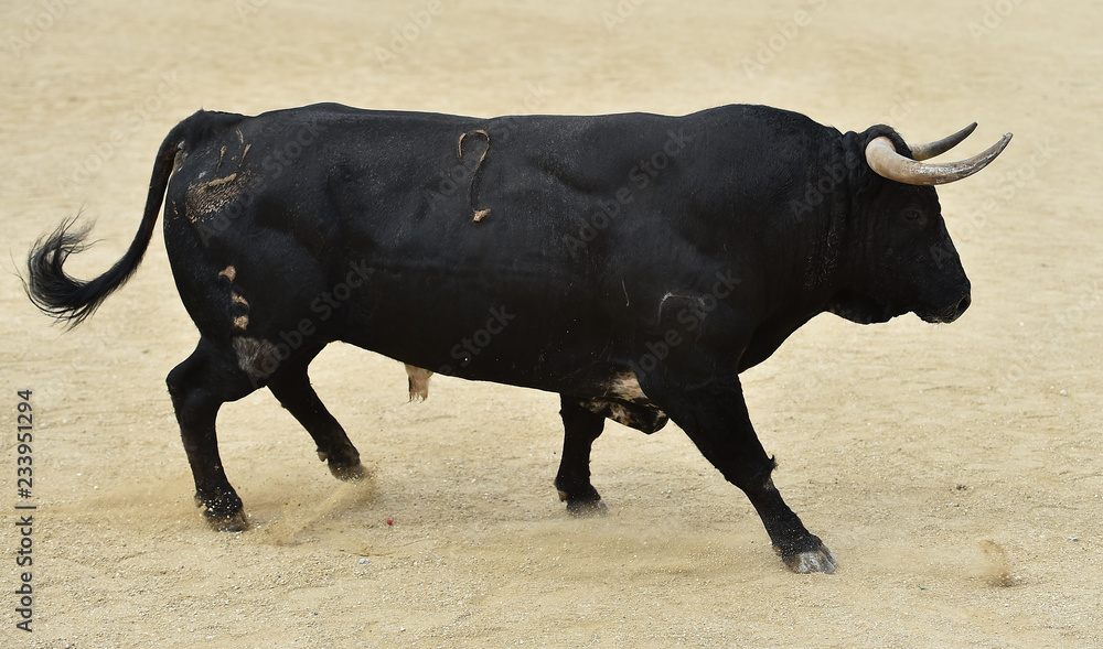 spanish bull running in bullring spanish bull running in bullring