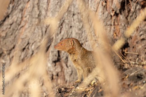 Slender mongoose looking about photo