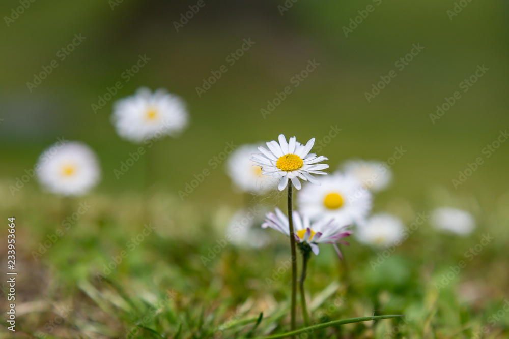 A Close Up of Daisy Flowers, with a Shallow Depth of Field