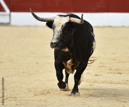 toro español en plaza de toros