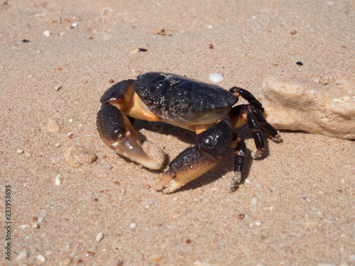 Wallpaper Mural crab in sand Torontodigital.ca