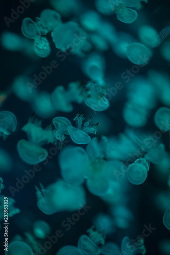 Small jelly fish in huge water tank. Water tank is in night mode so jelly fish bright underwater.