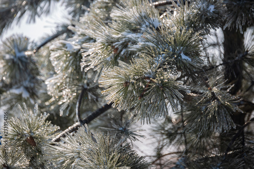 Plants in ice  winter  ice