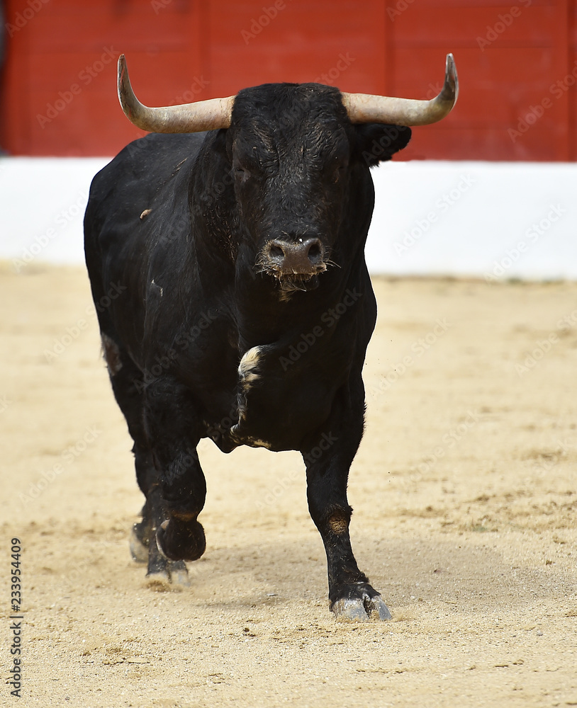 toro español en plaza de toros toro español en plaza de toros