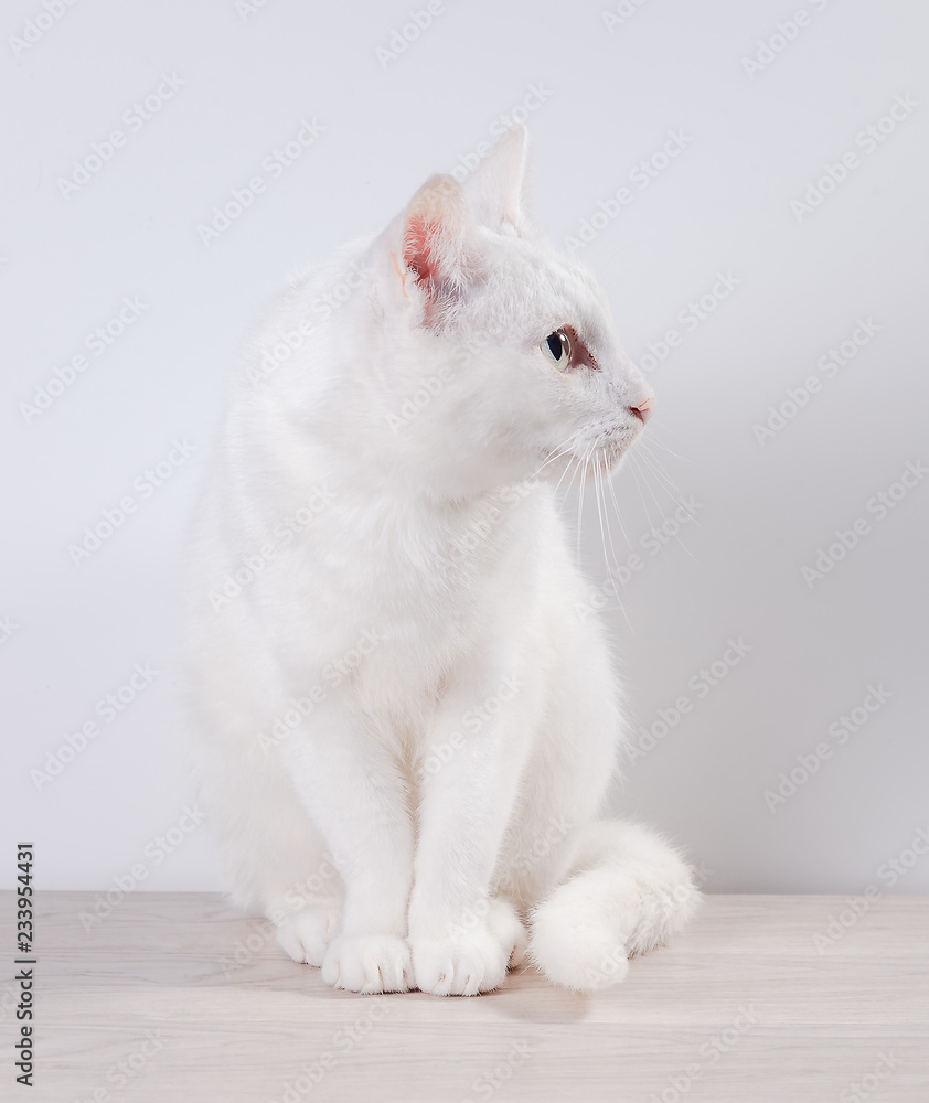 Obraz premium White cat sits on a gray, wooden table. On a white background.