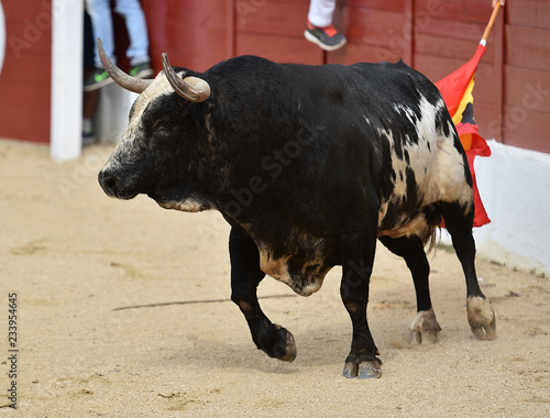 toro español corriendo en plaza de toros