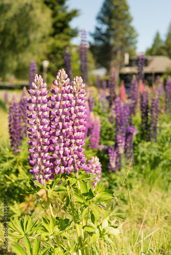 Fototapeta Naklejka Na Ścianę i Meble -  Purple colour full bloom condition, natural landscape  close up