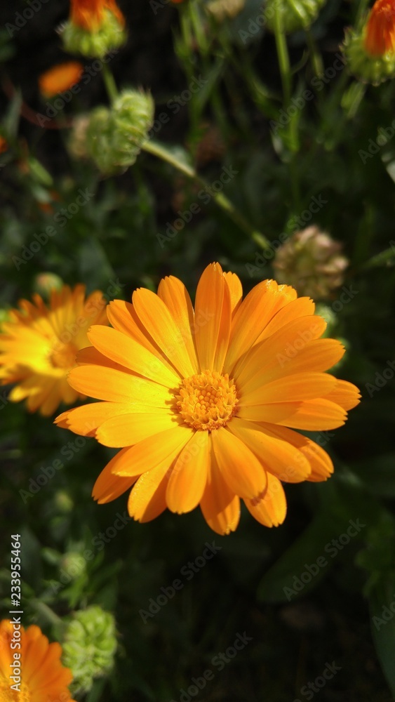 Orange flowers in the garden. Calendula Orange flowers in the garden. Calendula