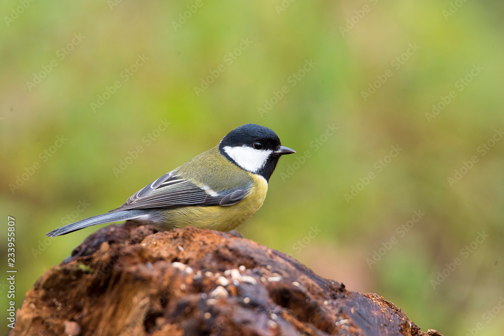 Obraz premium Cinciallegra