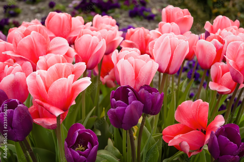 Fototapeta premium Pink and purple tulips in the garden.