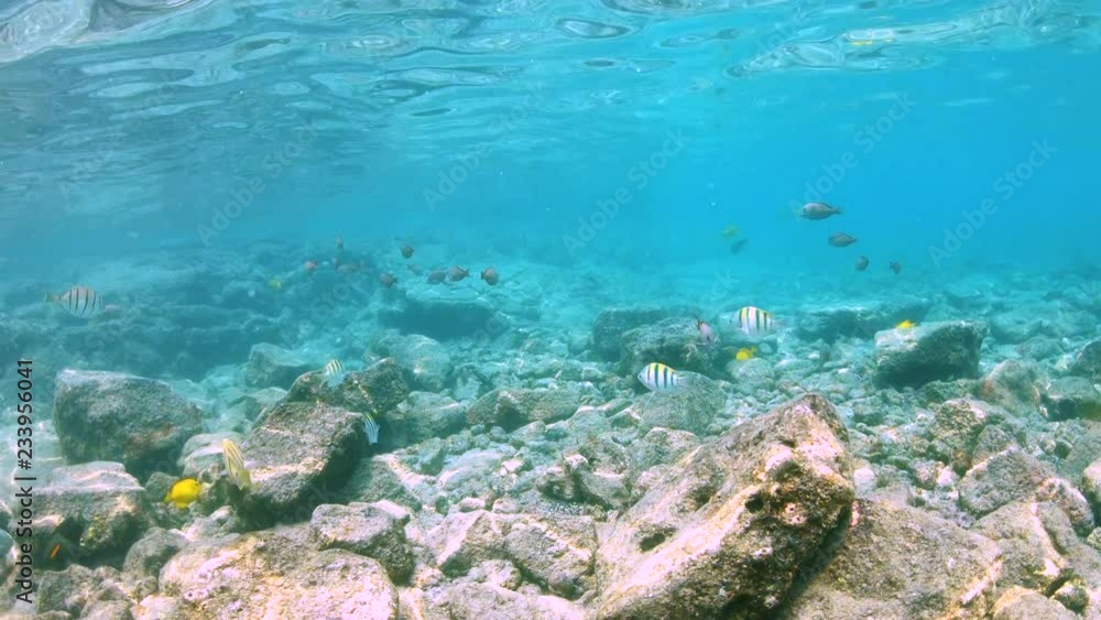 Camera meanders with coral reef fish in shallow ocean slow motion 4K Camera meanders with coral reef fish in shallow ocean slow motion 4K