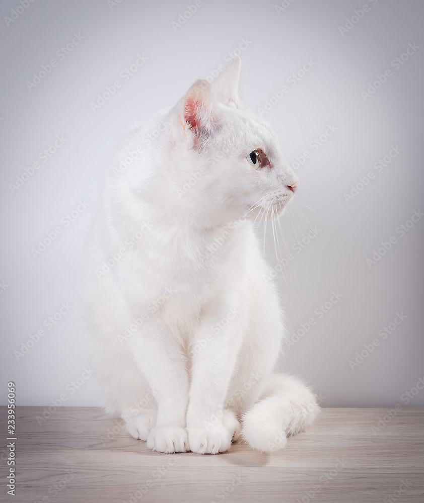 White cat sits on a gray, wooden table. On a white background.