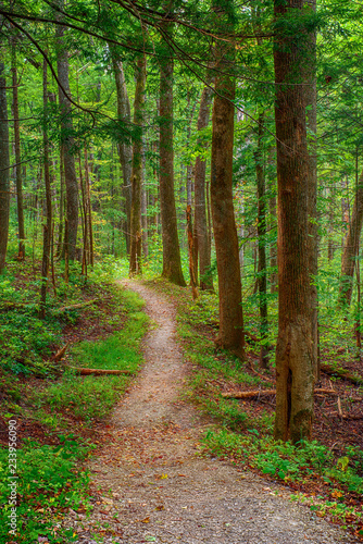 Forest Trail © Carolyn Franks