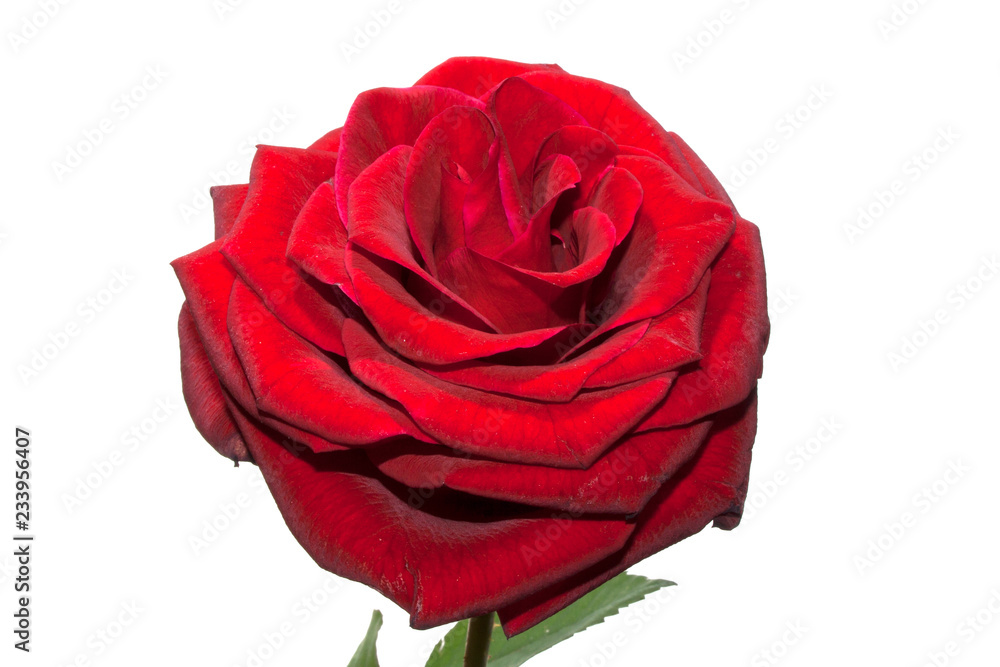 Naklejka premium rose isolated on white background