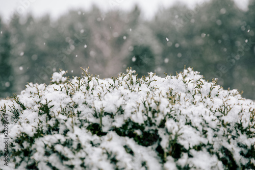 Greenery in Snow