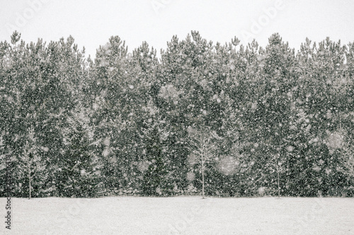 Treeline in Snow