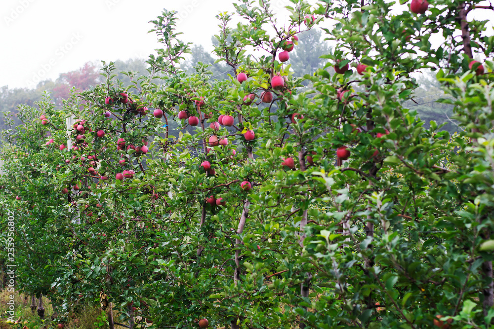 Far shot of McIntosh apples at an apple farm Far shot of McIntosh apples at an apple farm