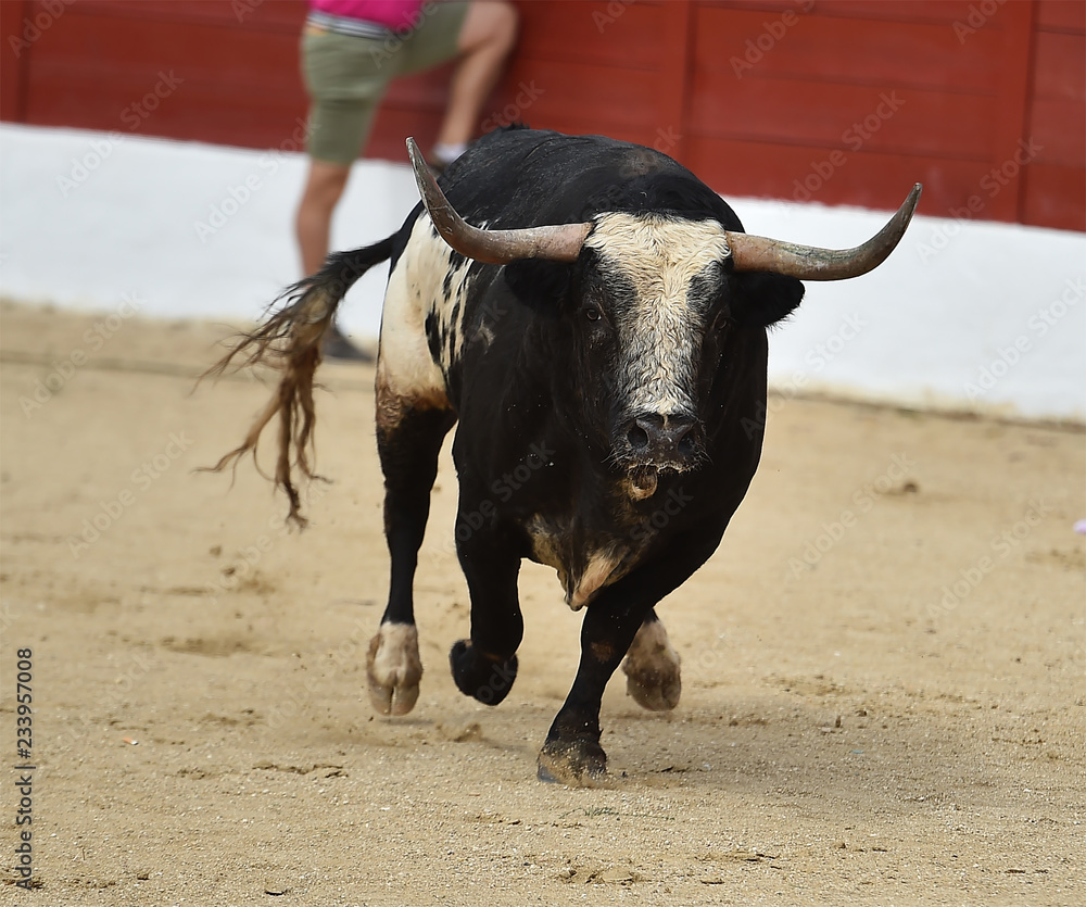 toro español corriendo en plaza de toros toro español corriendo en plaza de toros