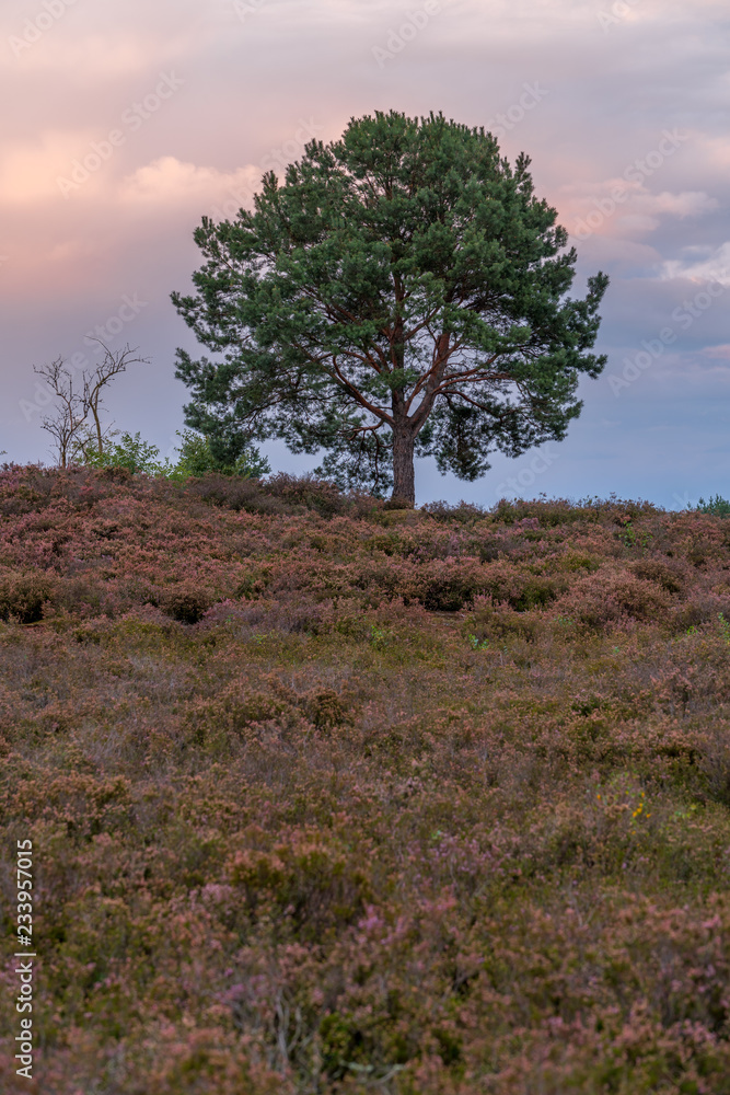 Besenheide Heidekraut blüht bei Sonnenuntergang in der Mehlinger Heidelandschaft Besenheide Heidekraut blüht bei Sonnenuntergang in der Mehlinger Heidelandschaft
