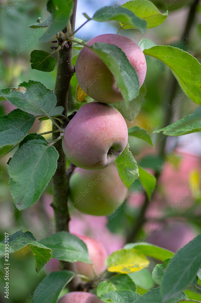 Apple tree branches Malus domestica with group of ripening fruits, purple green spartan sweet apples and green leaves Apple tree branches Malus domestica with group of ripening fruits, purple green spartan sweet apples and green leaves